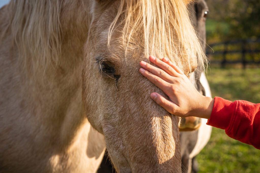 Our Solution Owner Stroking Horse Animal Farm 1024x683