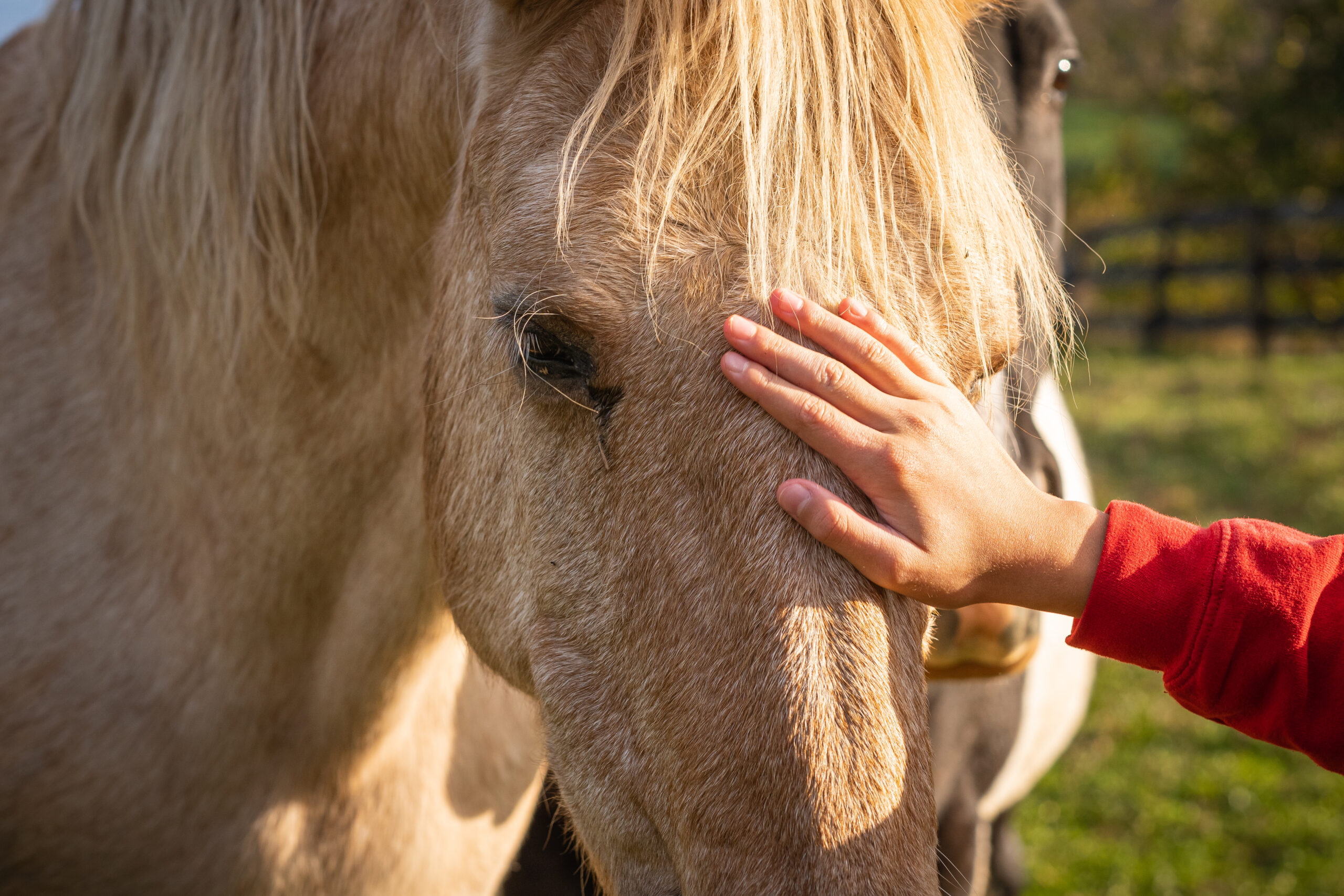 Owner Stroking Horse Animal Farm Scaled